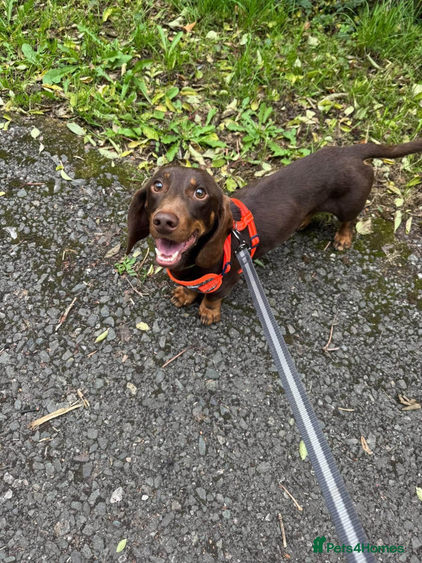 Dachshund dogs 💙🐶 ALFIE – A CHOCOLATE BOY MADE FOR CUDDLES 🐶💙 - Advert 2