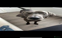 Weimaraner dogs for sale: Male weimaraner - Image 1