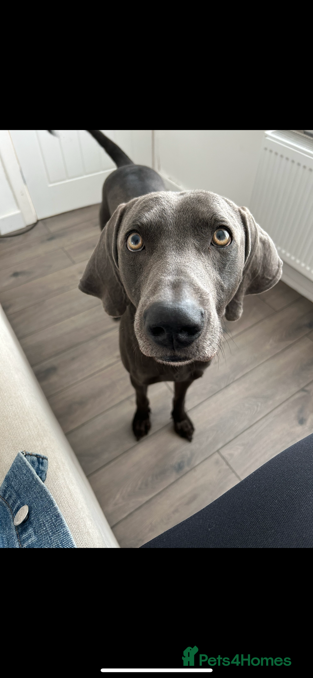 Weimaraner dogs for sale: Male weimaraner - Image 1