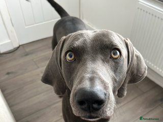 Weimaraner dogs for sale - Advert 1