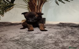 Belgian Shepherd Dog dogs for sale: Stunning Belgian Mali Pups - Image 20