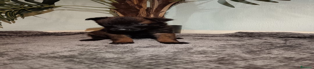 Female Pink Collar