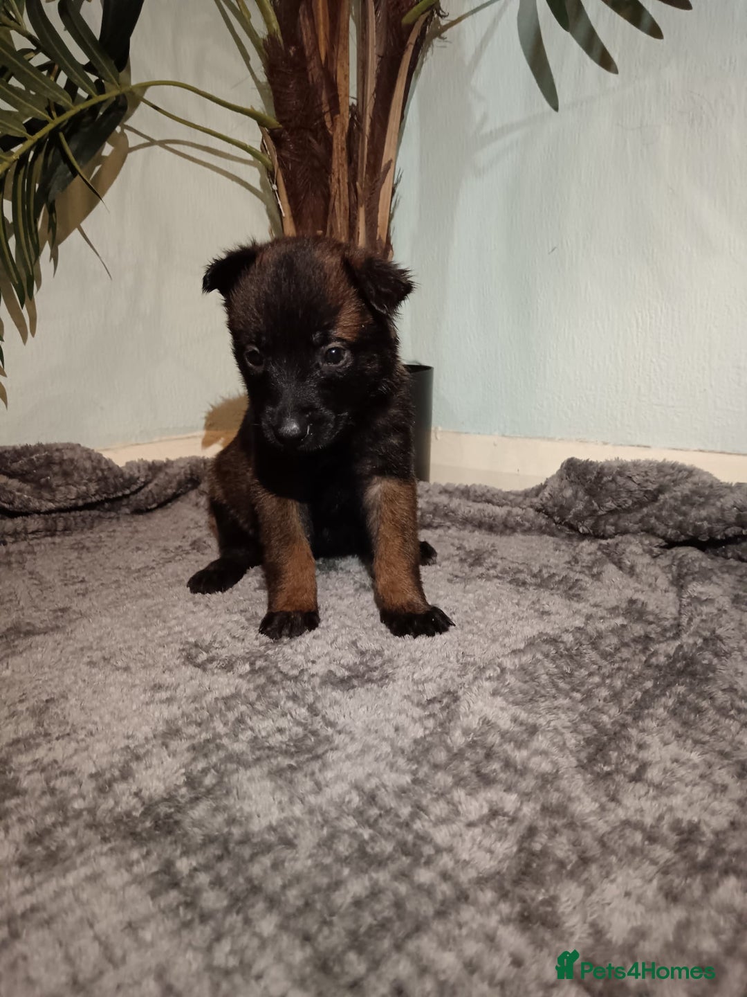 Belgian Shepherd Dog dogs for sale: Stunning Belgian Mali Pups - Image 20