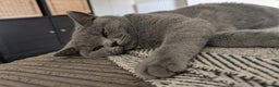British Shorthair cats for sale: Two sister BSH - Advert 6