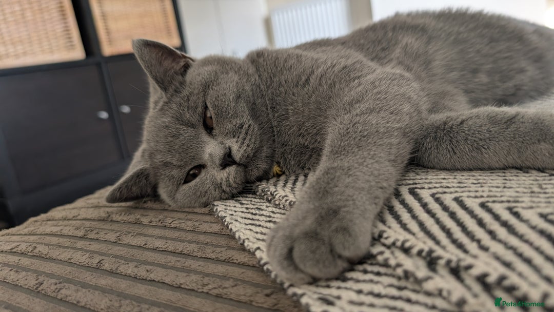 British Shorthair cats for sale: Two sister BSH - Advert 6