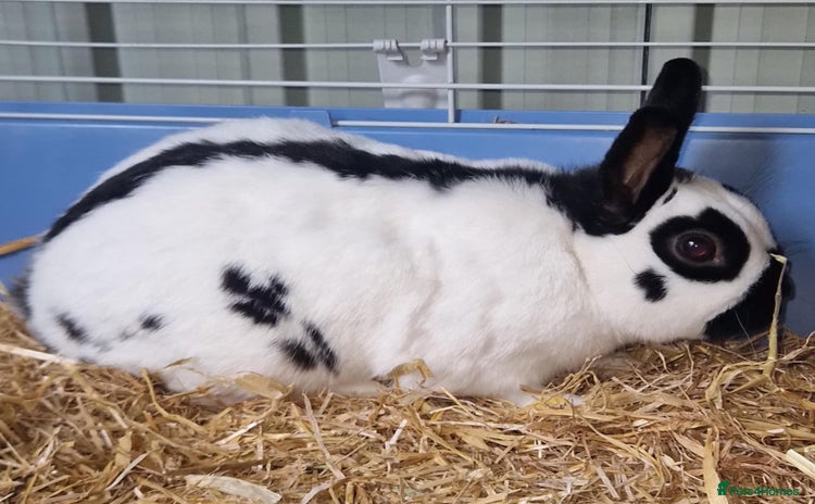 English Spot rabbits - Advert 1