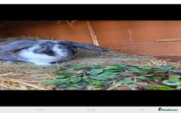 Mini Lop rabbits for sale: Mini lop cross french lop - Image 11