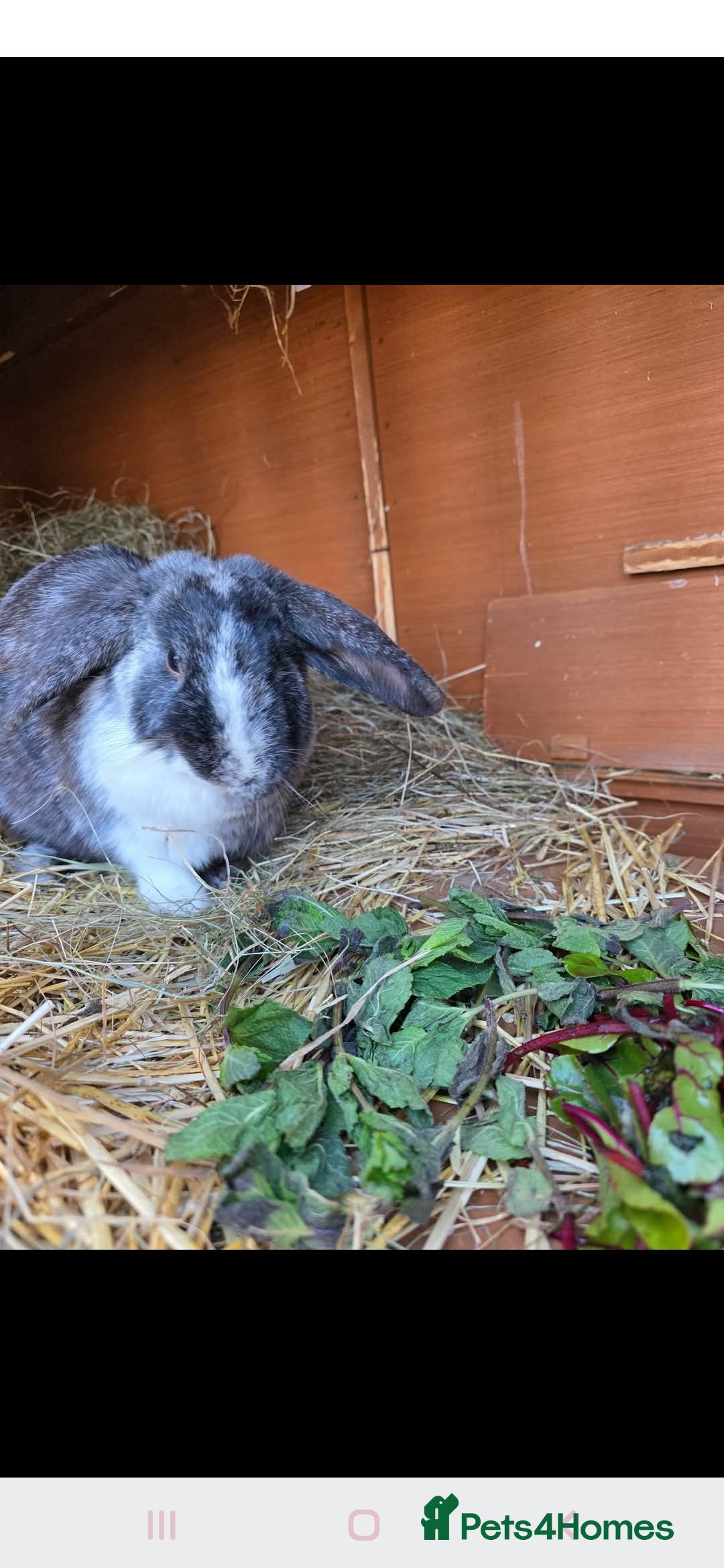 Mini Lop rabbits for sale: Mini lop cross french lop - Image 11