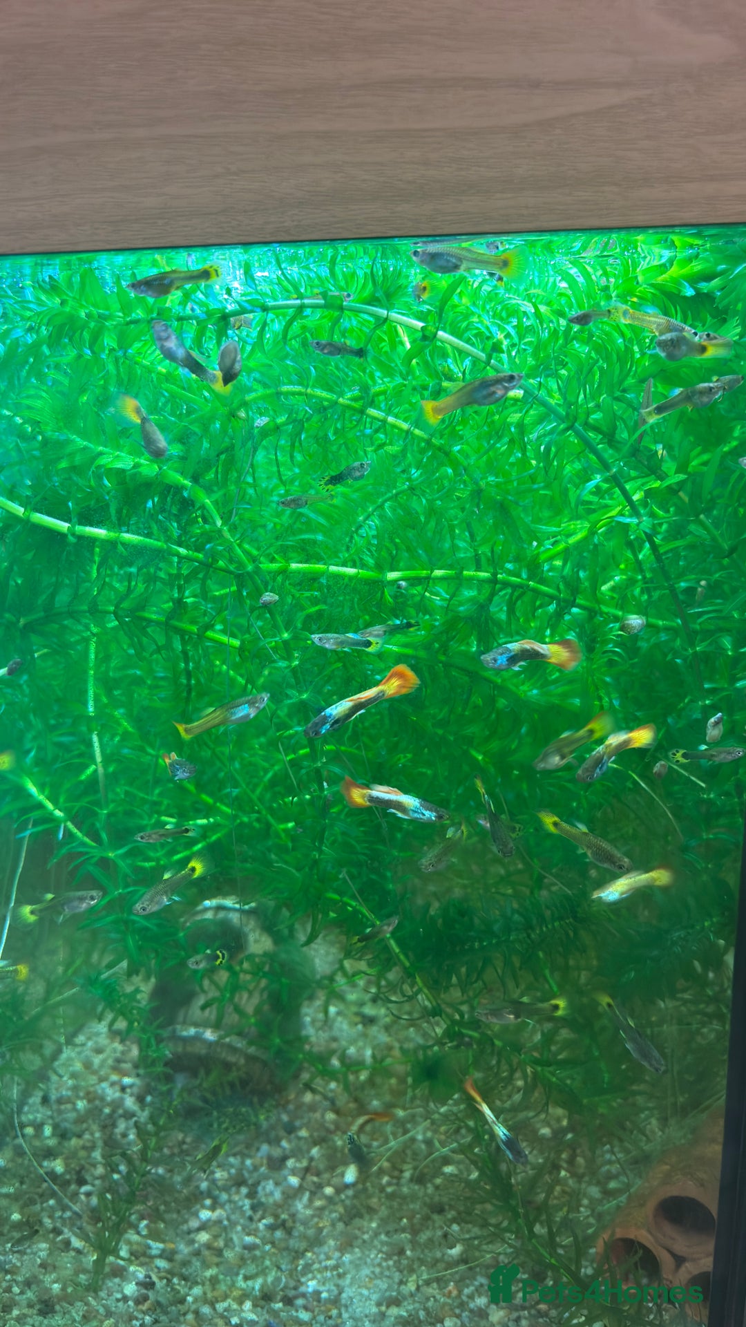 Live Bearers fish for sale: Guppies, various colours and ages. - Advert 2