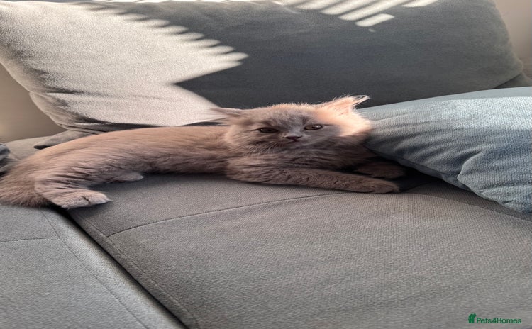 British Longhair cats in Watford - Advert 3