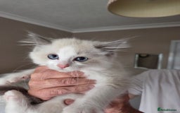 Ragdoll cats for sale: Ragdoll cross Somali kittens  - Image 9