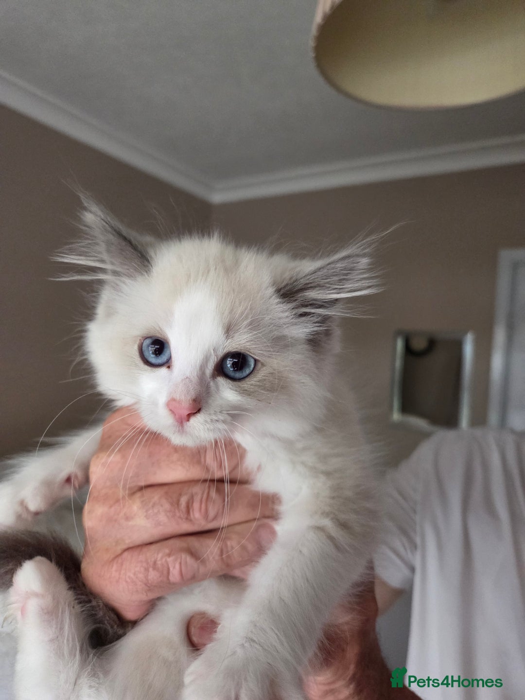 Ragdoll cats for sale: Ragdoll cross Somali kittens  - Image 9