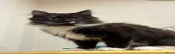 Mixed Breed cats for sale: Beautiful black and white fluffy tuxedo cat - Advert 5