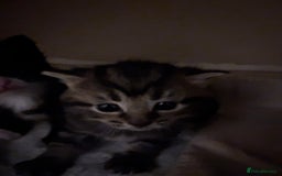 Domestic Shorthair cats for sale: beautiful kittens looking for their forever home - Image 6