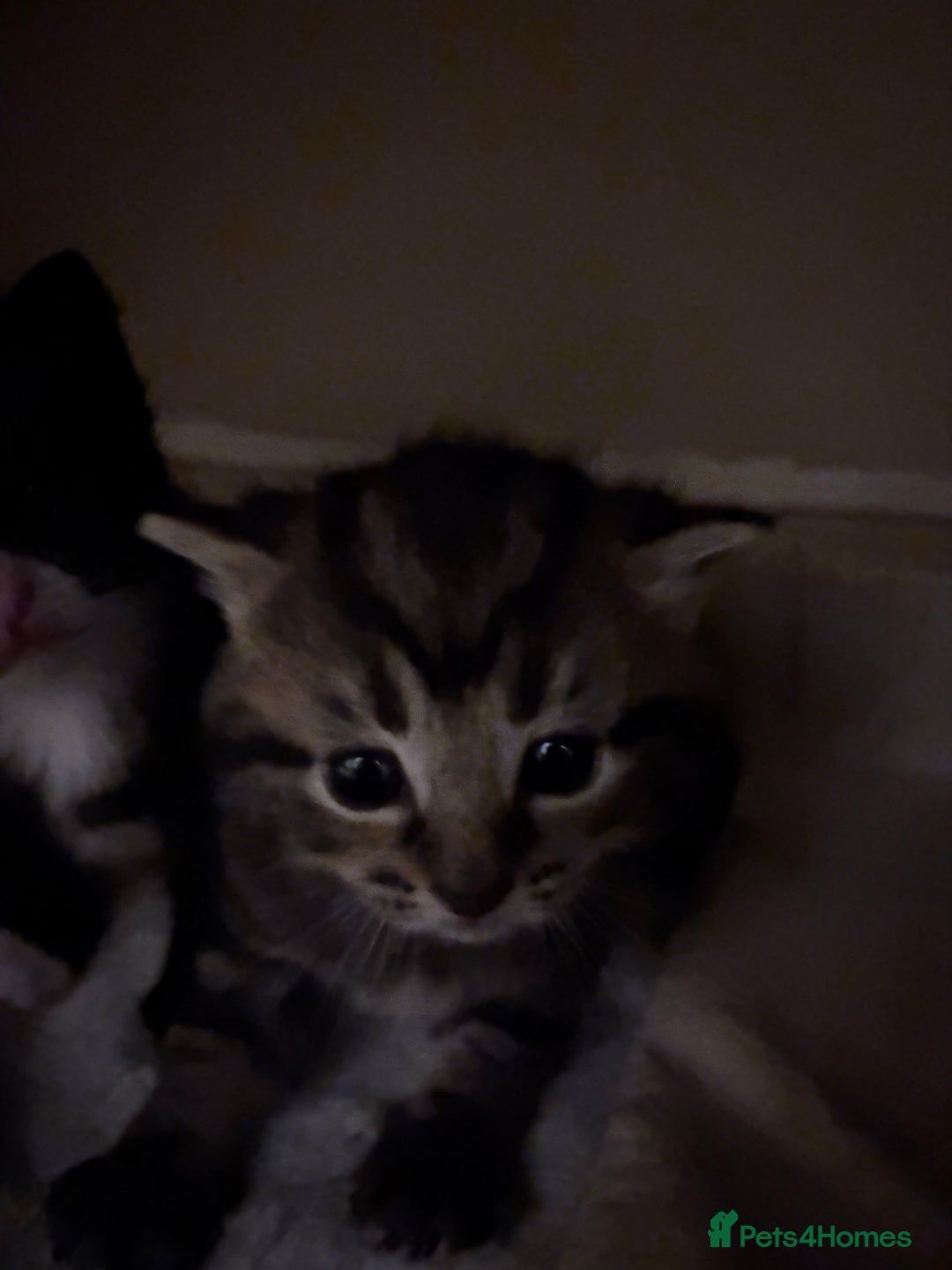 Domestic Shorthair cats for sale: beautiful kittens looking for their forever home - Image 6