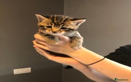 British Shorthair cats for sale: STUNNING AND LOVING BSH x DSH KITTENS - Image 1