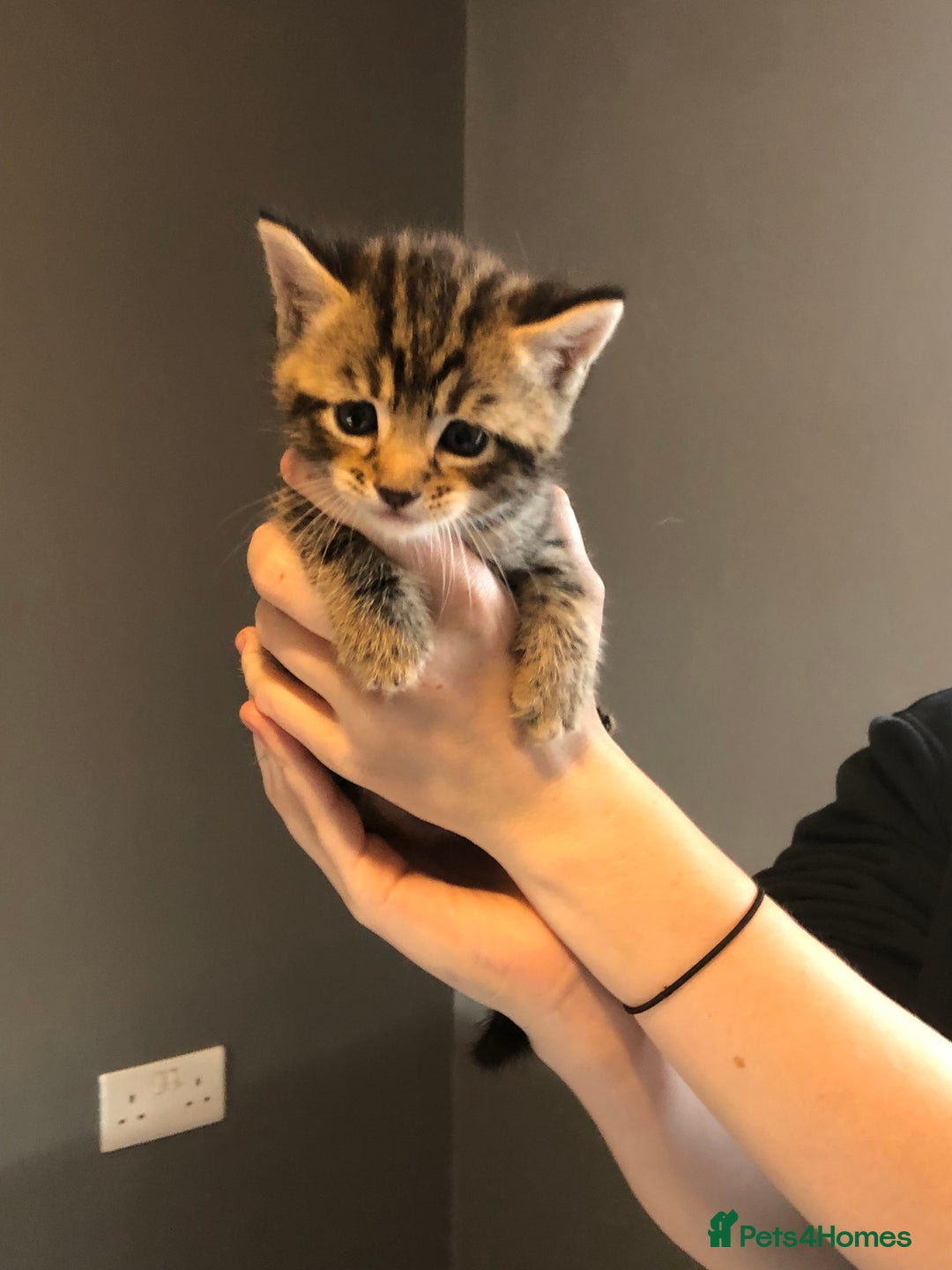 British Shorthair cats for sale: STUNNING AND LOVING BSH x DSH KITTENS - Image 1