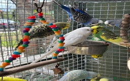Budgerigars birds for sale: Adorable budgies and cages for sale  - Image 9