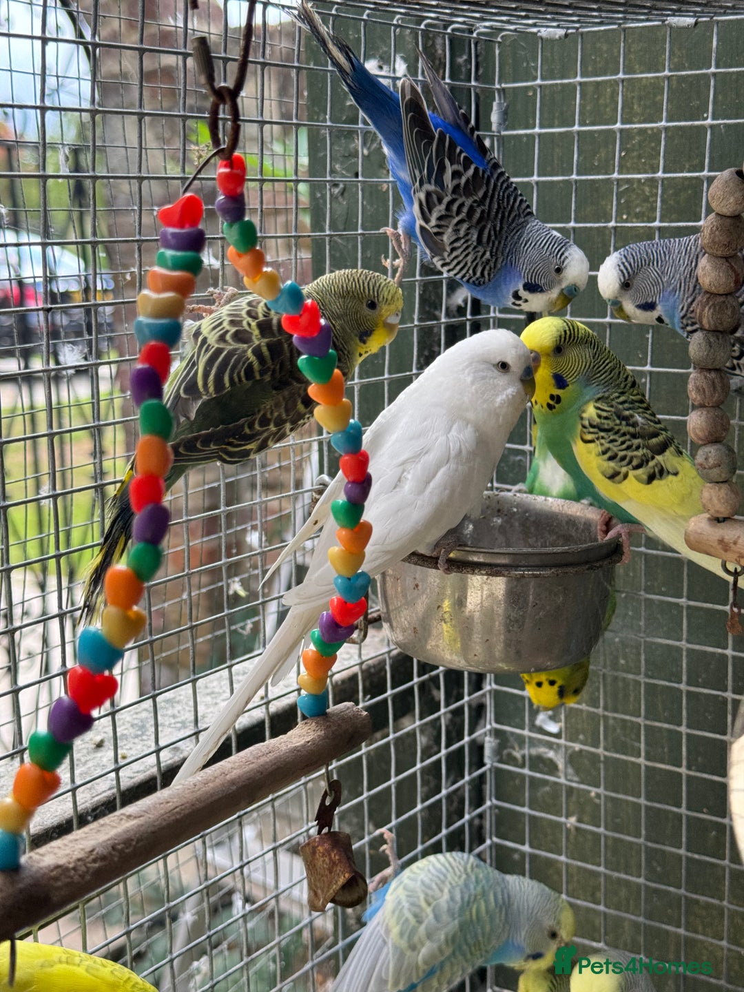 Budgerigars birds for sale: Adorable budgies and cages for sale  - Image 9