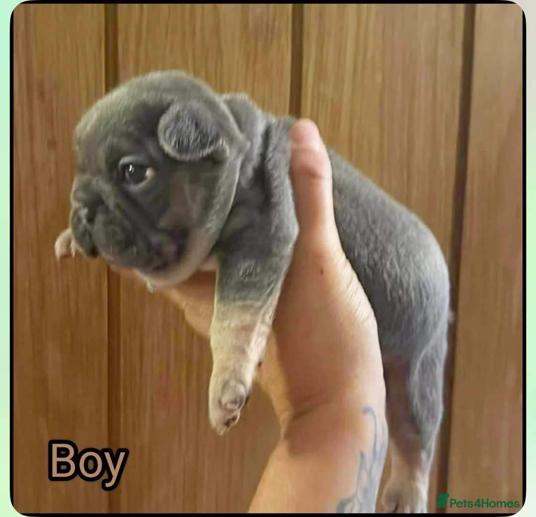 French Bulldog dogs for sale: Beautiful French bulldogs  in Rotherham - Advert 2