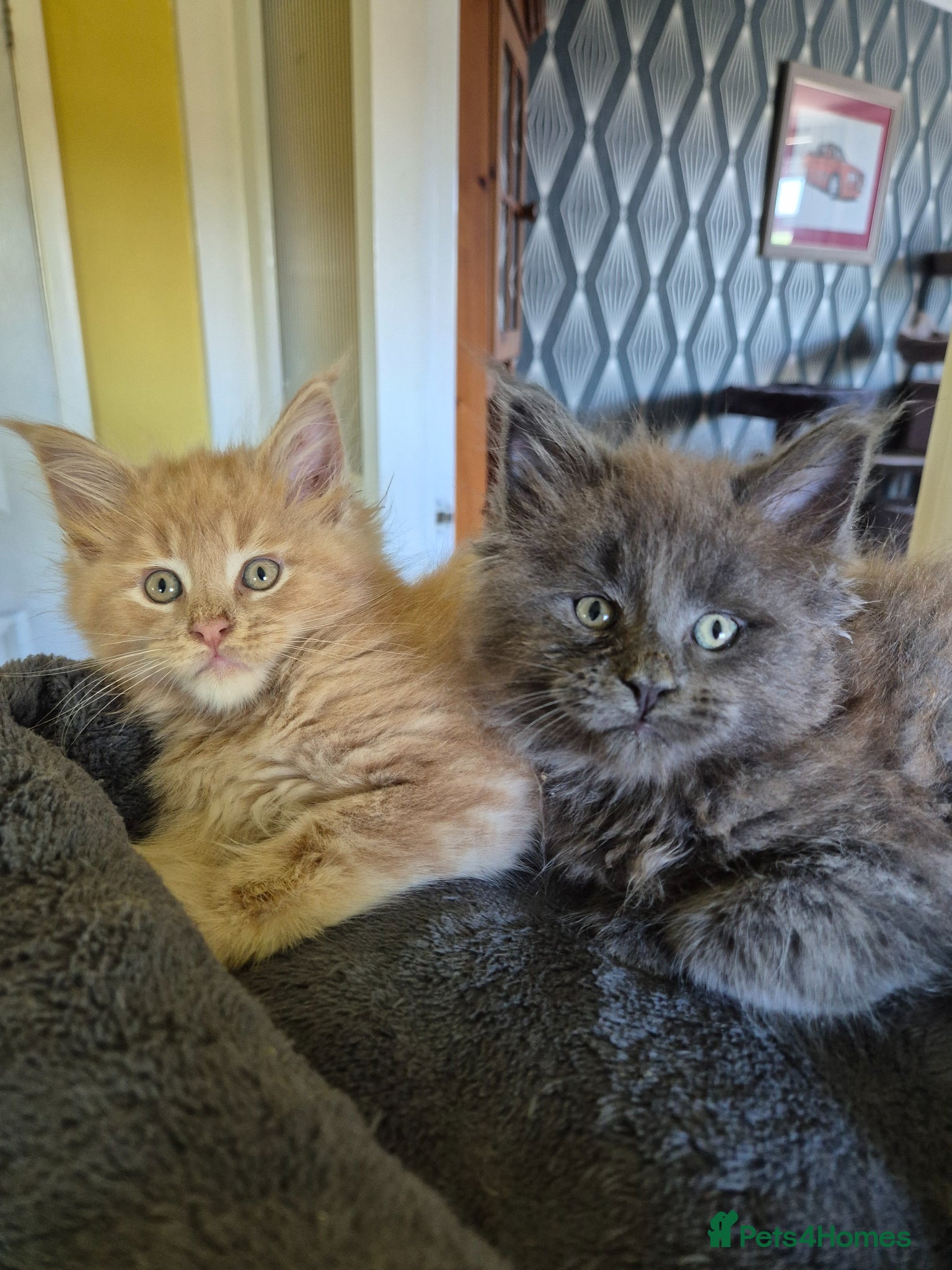 Maine Coon cats Tica Registered Kittens - Advert 1