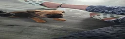 Border Terrier dogs for sale: 4 cracking puppies lookkng forever homes - Advert 21