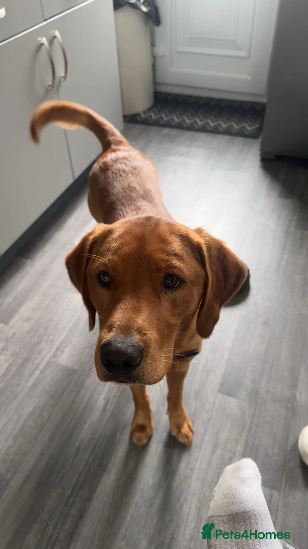 Labrador Retriever dogs for sale: OAKLEY  - Advert 6