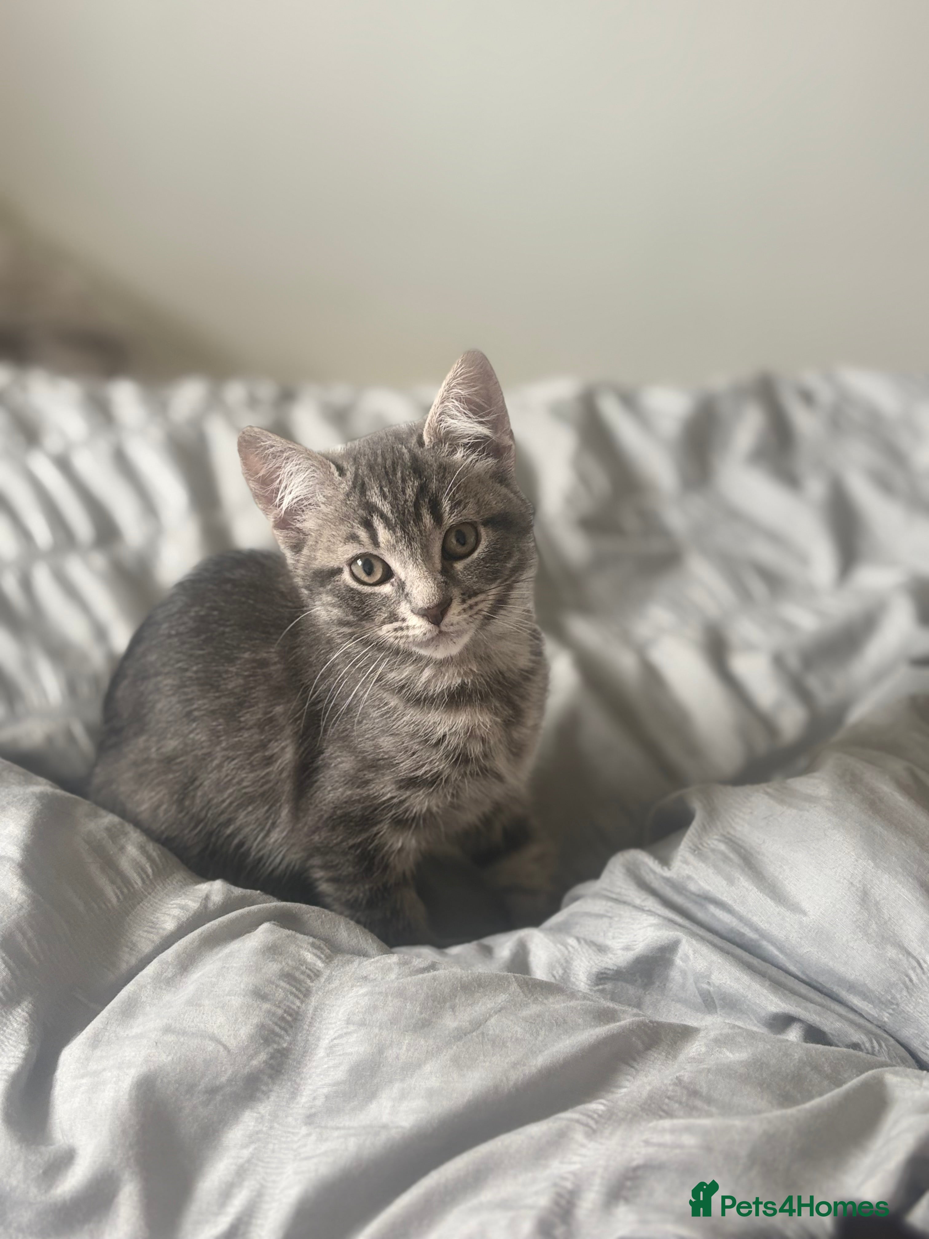 Mixed Breed cats Blue Siberian Maine coon - Advert 16