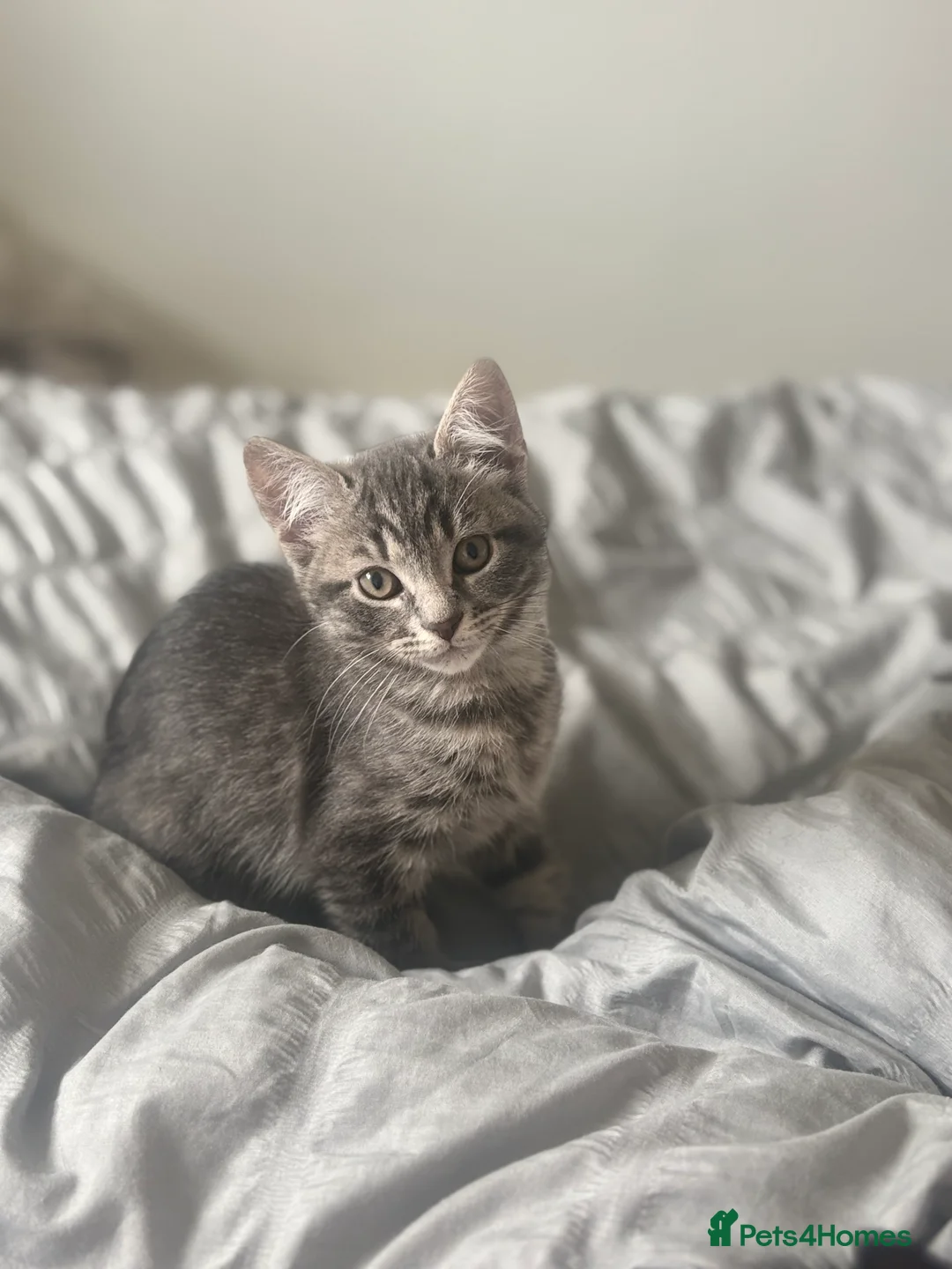 Mixed Breed cats for sale: Blue Siberian Maine coon - Advert 1