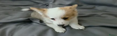 Welsh Corgi Pembroke Puppy 1