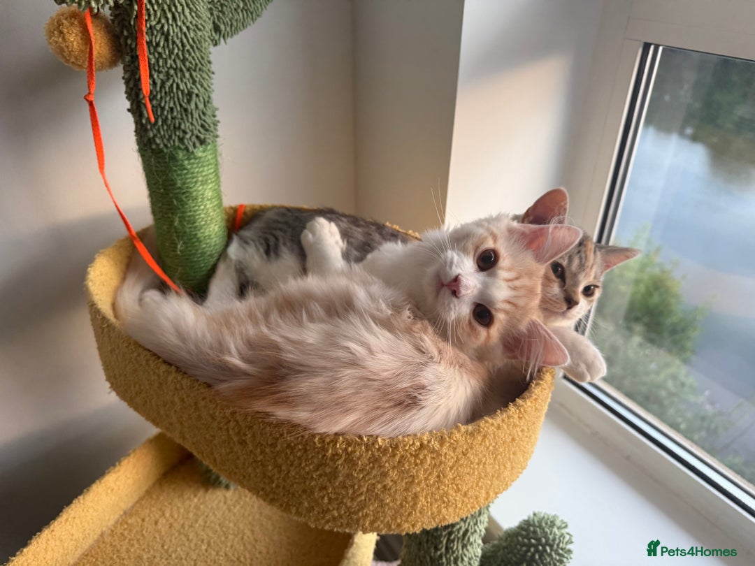 Munchkin cats for sale: Pedigree TICA Munchkin Kittens – Short Legs 🐈 - Image 26