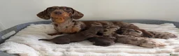 Miniature Dachshund dogs for stud: Chocolate and tan miniature dachshund for stud - Advert 5