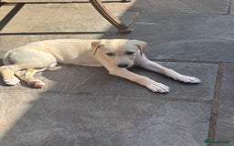 Mixed Breed dogs for sale: Saluki whippet greyhounds  - Image 3