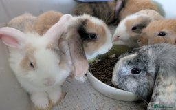 Mini Lop rabbits for sale: Beautiful mini lop babies ready for new homes - Image 5