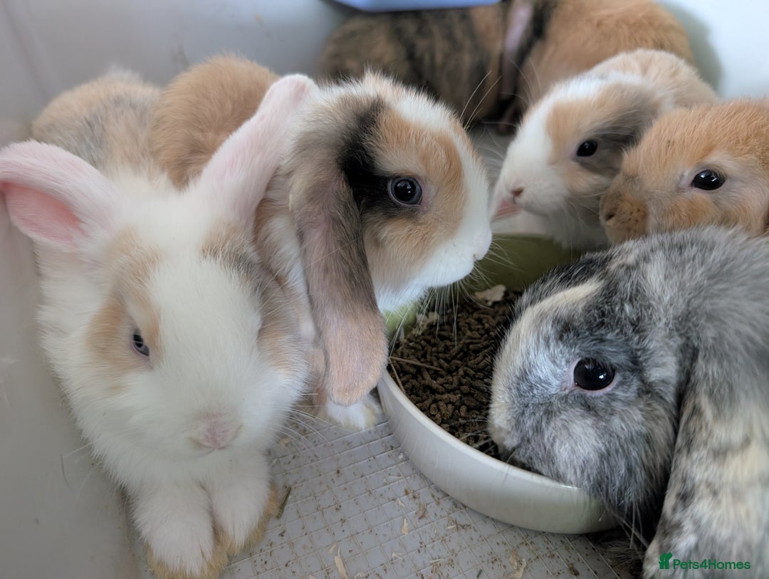 Mini Lop rabbits for sale: Beautiful mini lop babies ready for new homes - Image 5
