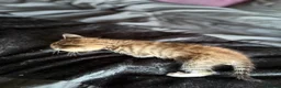 Mixed Breed cats for sale: Gorgeous Russian Blue X Norwegian Forrest kittens - Advert 3
