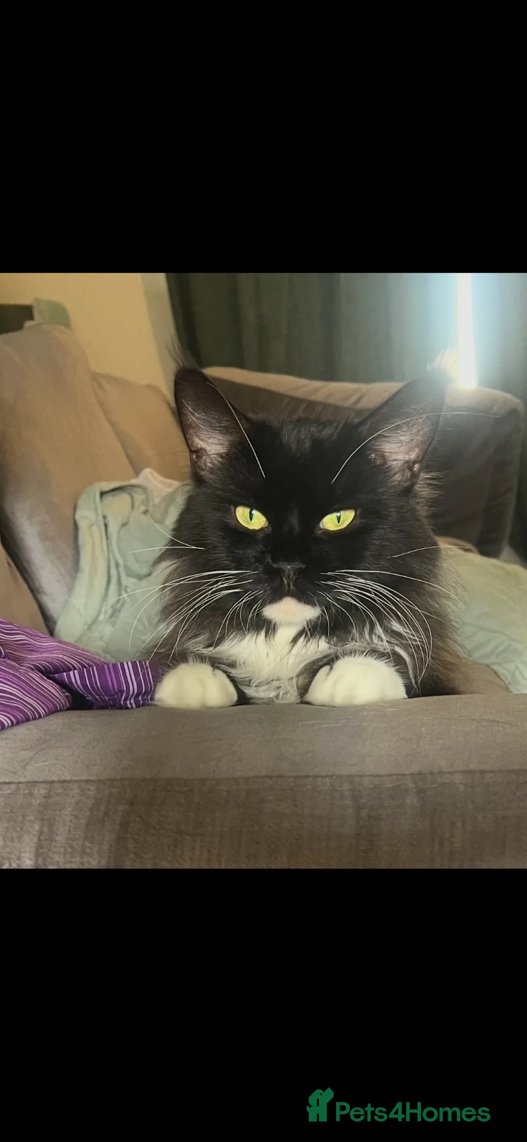 Maine Coon cats for sale: Maine Coon Kittens  - Advert 32