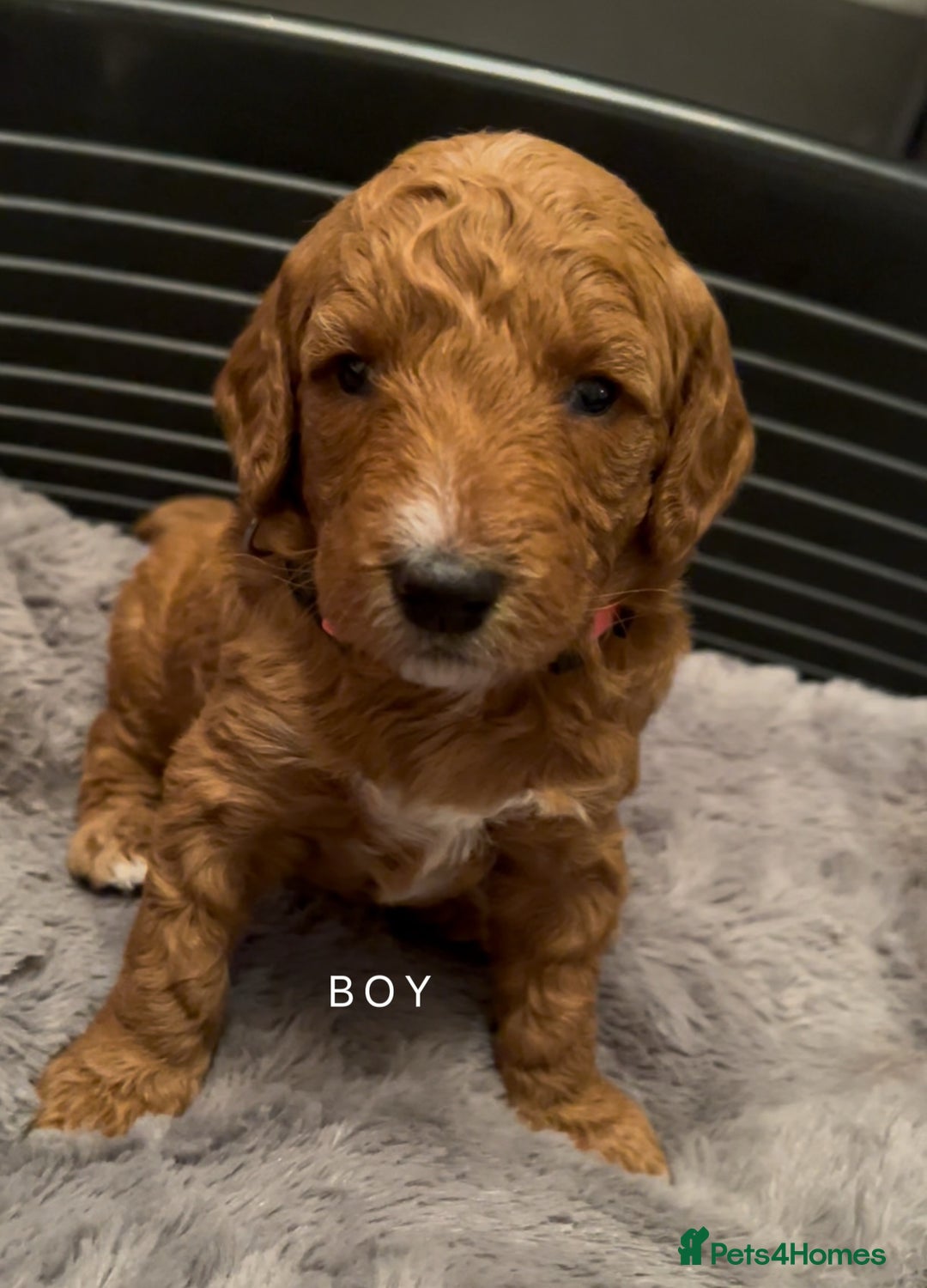 Goldendoodle dogs for sale: One Beautiful girl mini golden doodle available  - Advert 11
