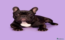 French Bulldog dogs for stud: KC SILVER HEALTH TESTED CRUFTS QUALIFIED STUD - Image 6