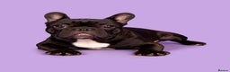 French Bulldog dogs for stud: KC SILVER HEALTH TESTED CRUFTS QUALIFIED STUD - Advert 6