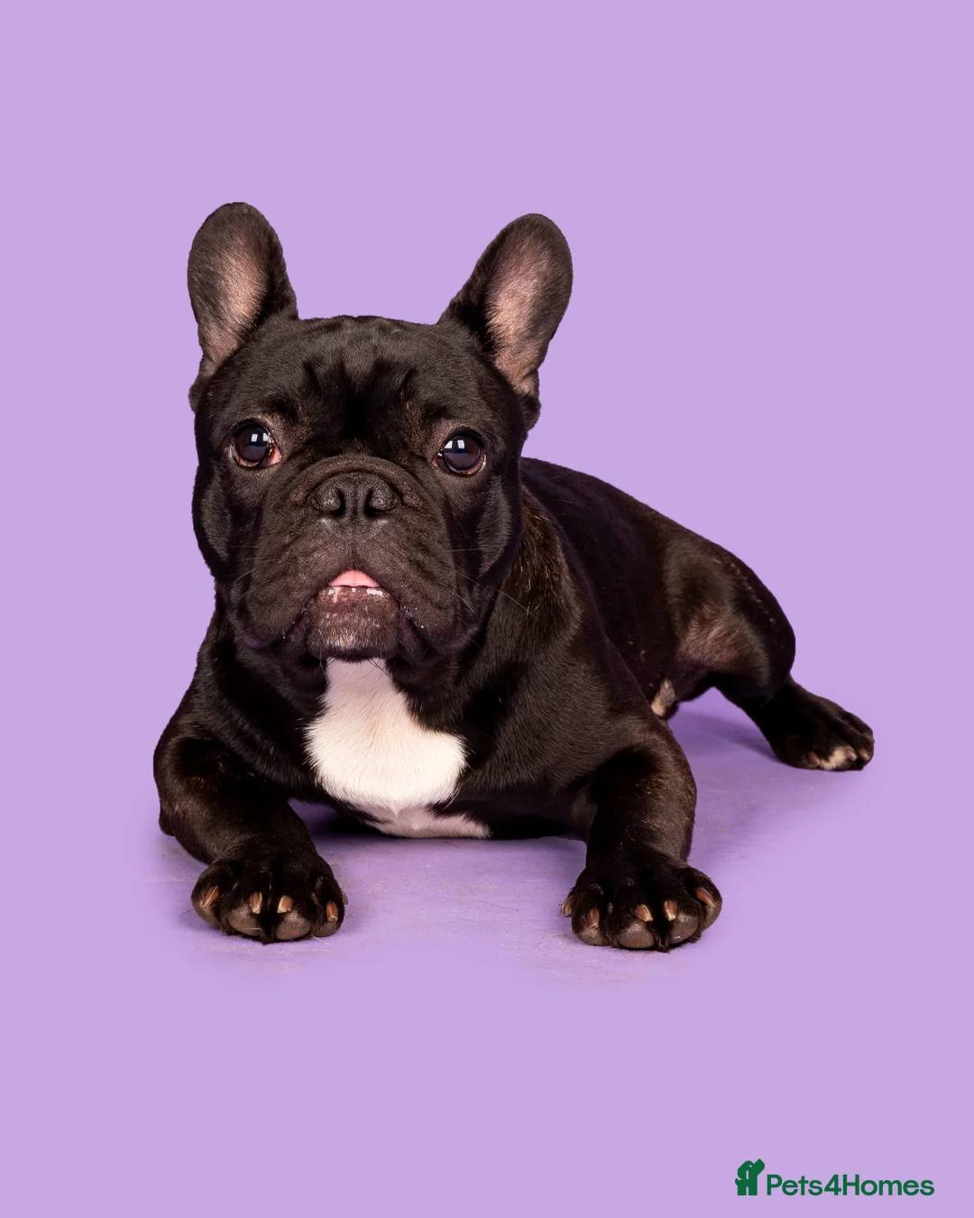 French Bulldog dogs for stud: KC SILVER HEALTH TESTED CRUFTS QUALIFIED STUD - Advert 6