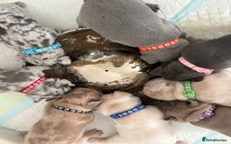 French Bulldog dogs for sale: French bulldog pedigree litter - Image 2
