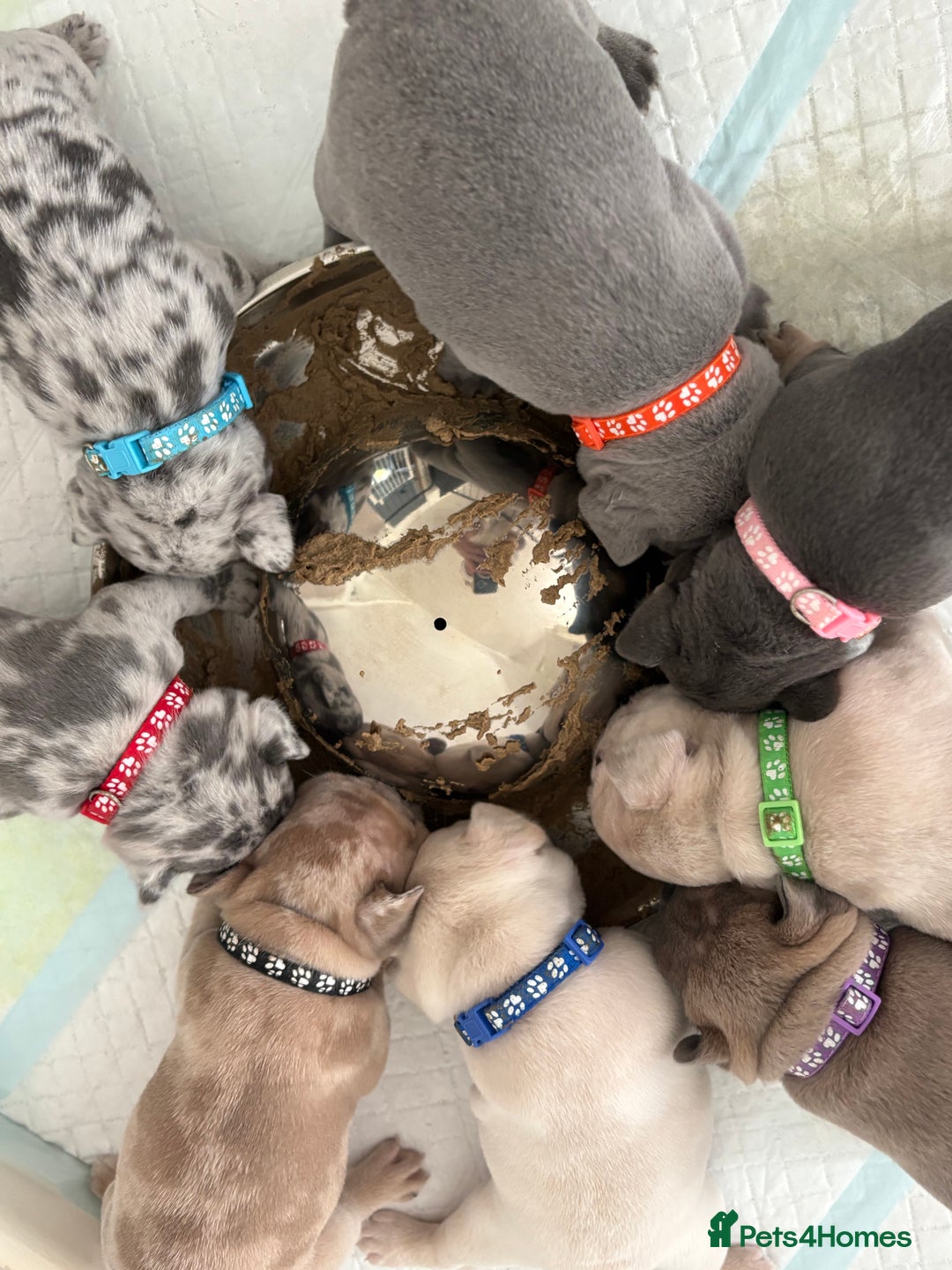French Bulldog dogs for sale: French bulldog pedigree litter - Image 2
