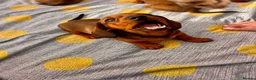 Miniature Dachshund dogs for sale: Beautiful miniature dachshunds in Treharris - Advert 7