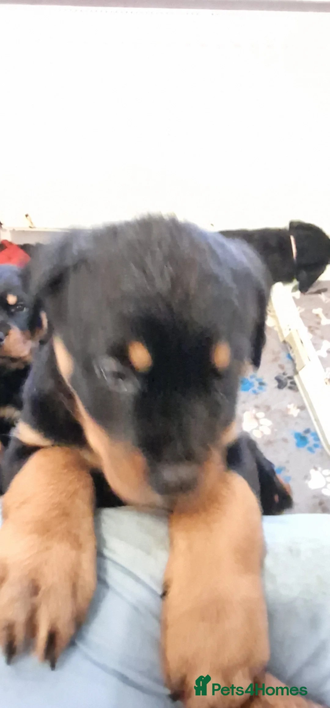 Rottweiler dogs for sale: 3 females  rottweiler puppies  - Advert 2