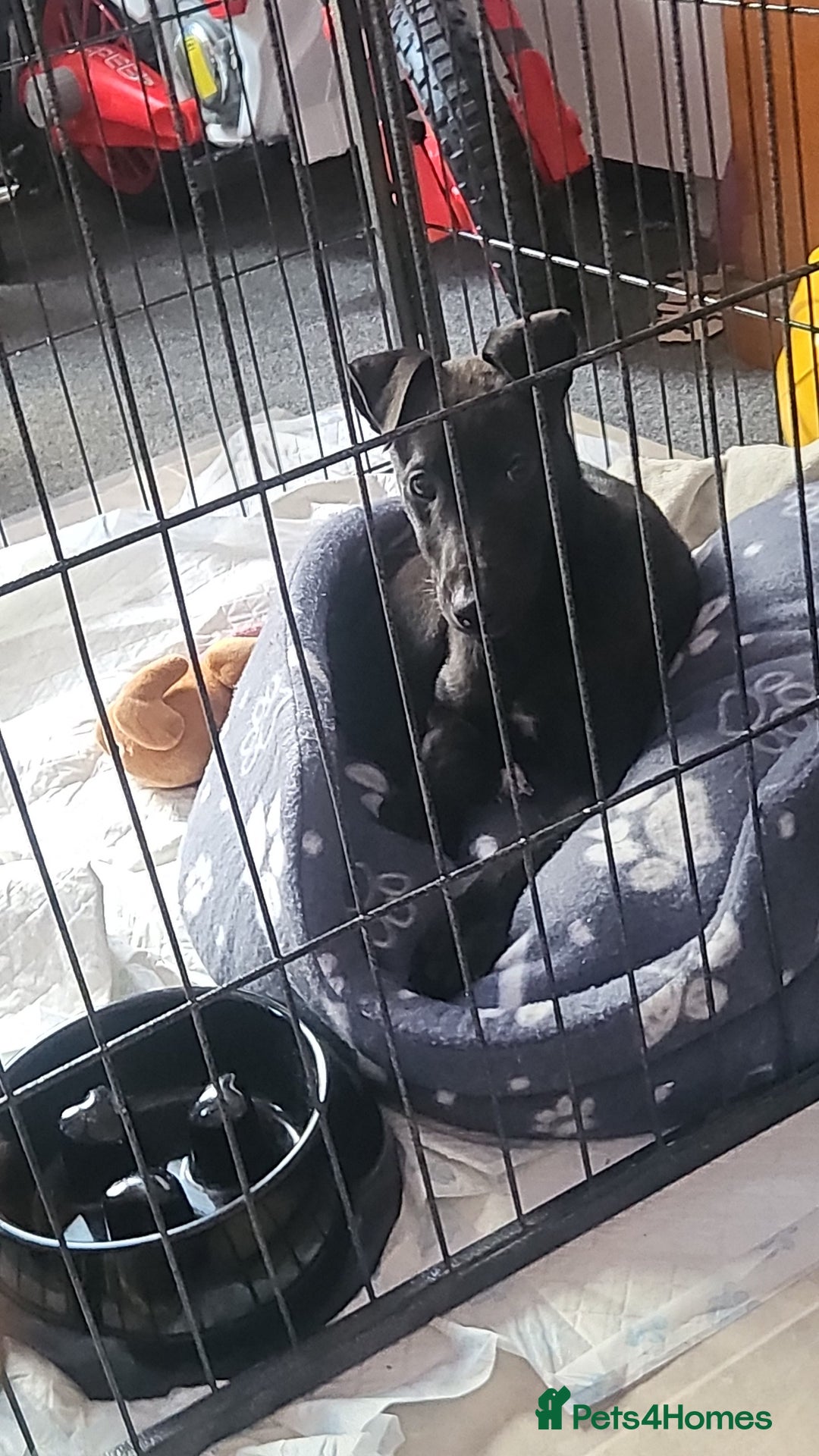 Lurcher dogs for sale: Make lurcher puppy  - Advert 1