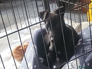 Lurcher dogs Make lurcher puppy - Advert 2