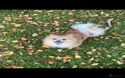 Pomeranian dogs for sale: Are you looking for your best friend? Here he is - Image 4