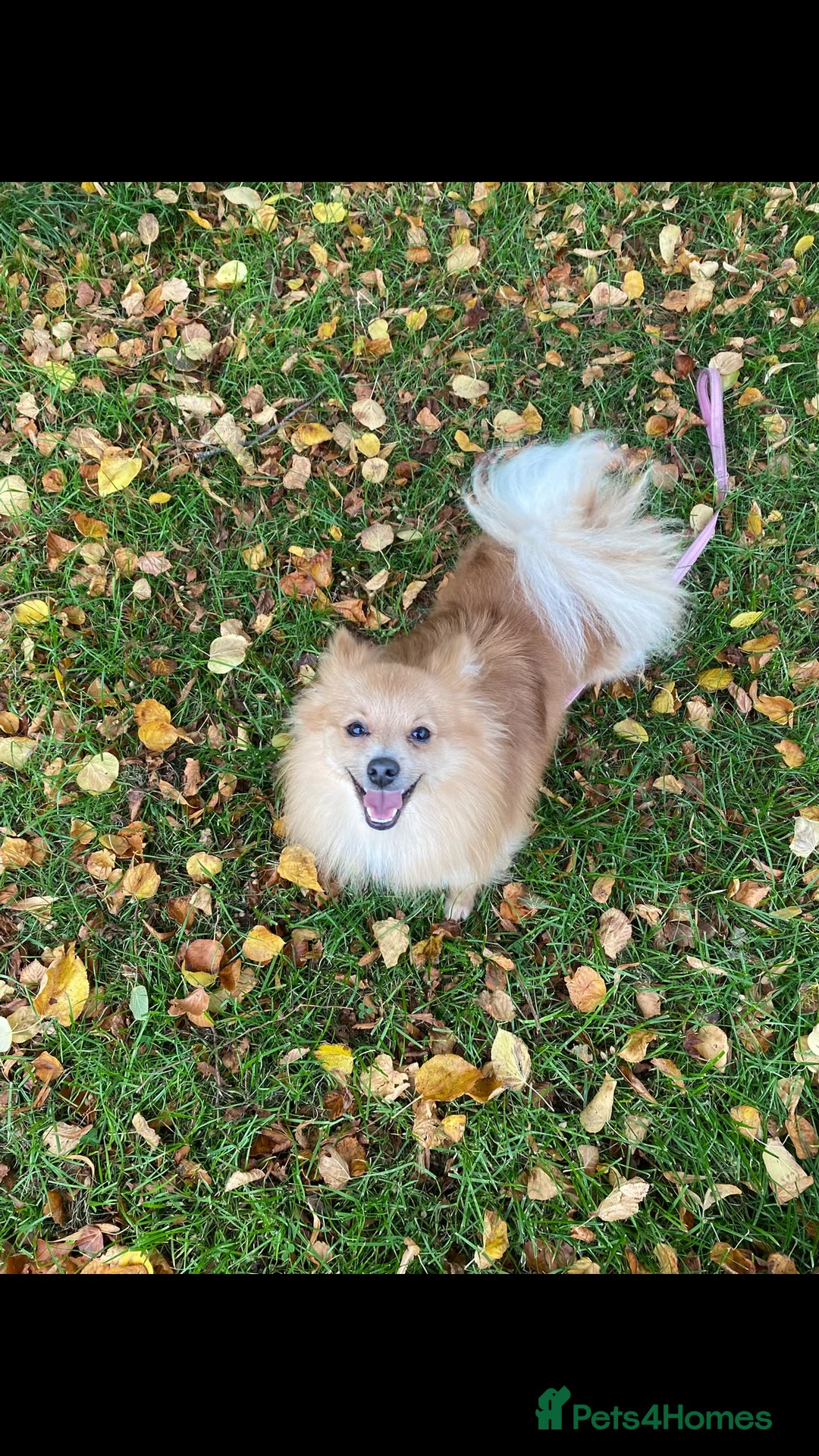 Pomeranian dogs for sale: Are you looking for your best friend? Here he is - Image 4