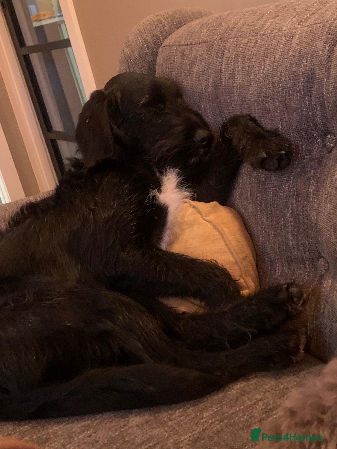 Labradoodle dogs for stud: F1b Miniature Labradoodle (Fully Health Tested) - Advert 29